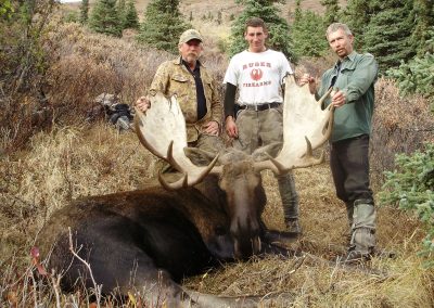 Alaska Range Moose
