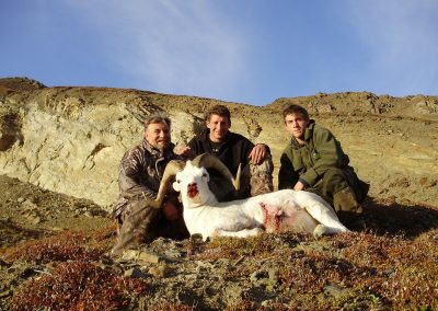 Dall Sheep in the Alaska Range