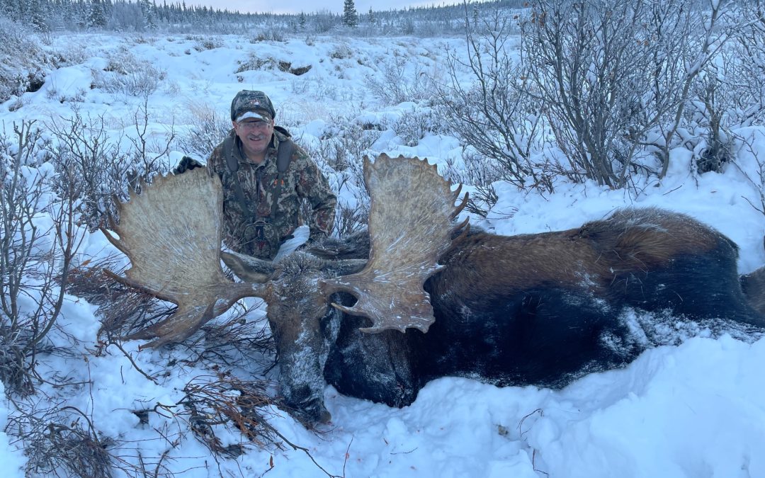 Alaska Range Moose