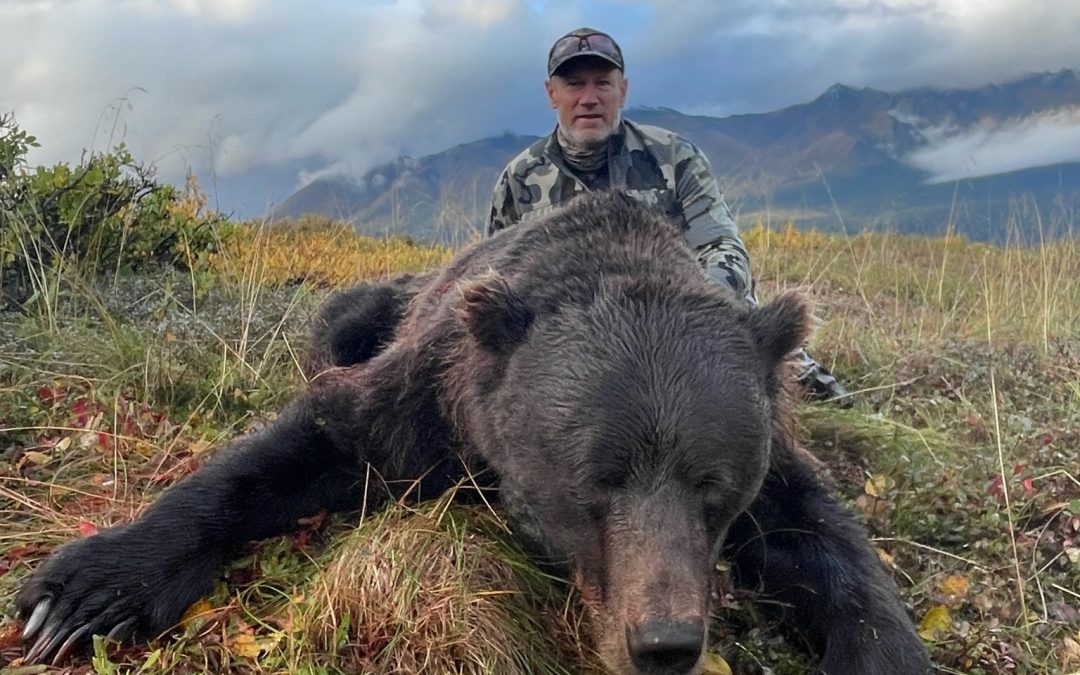 Alaska Range Grizzly