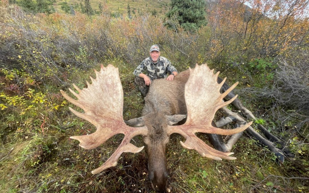 Alaska Range B&C Moose