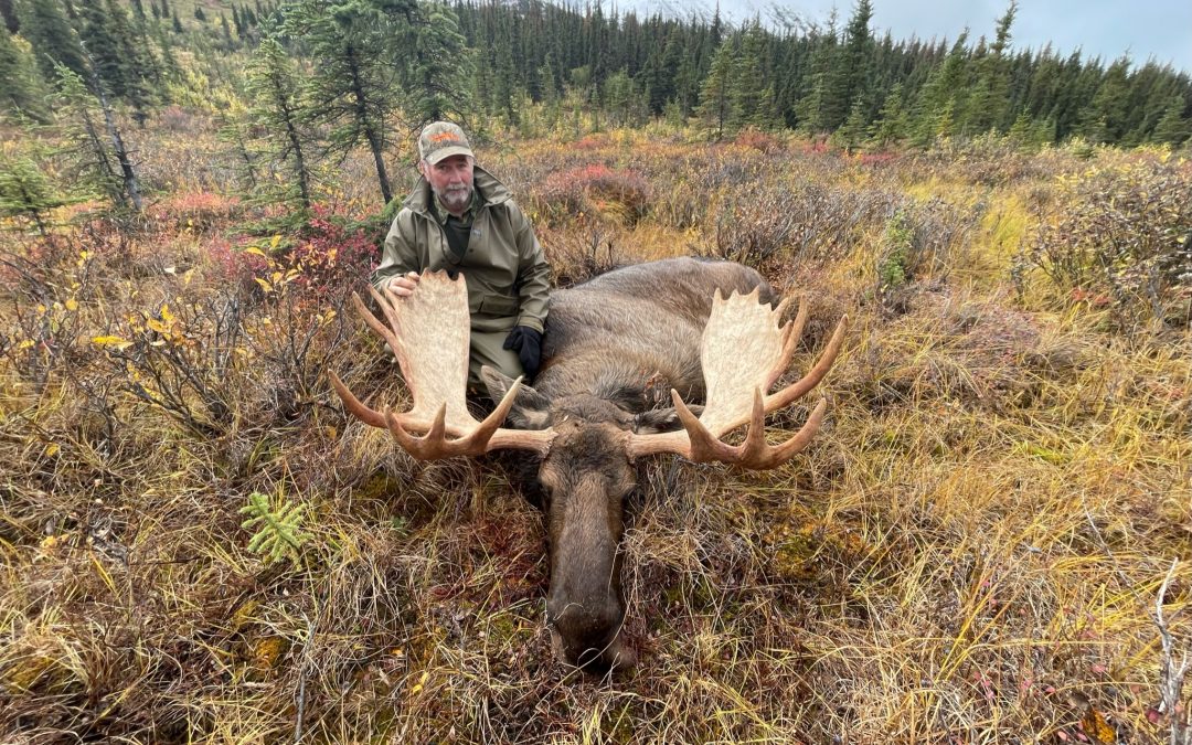 Alaska Range Moose