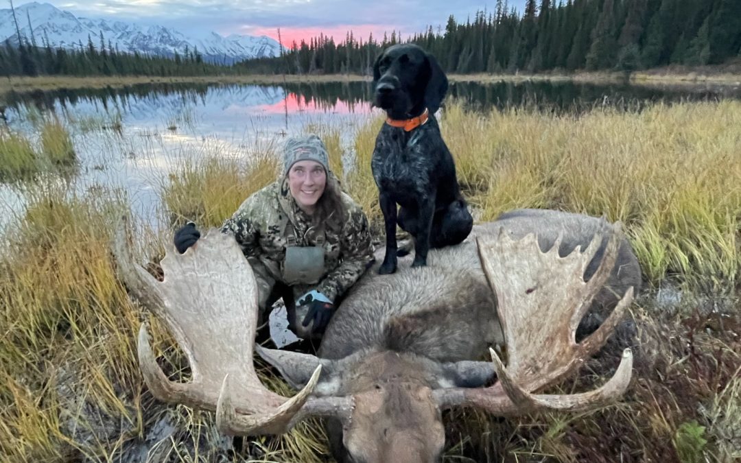 Alaska Range Moose