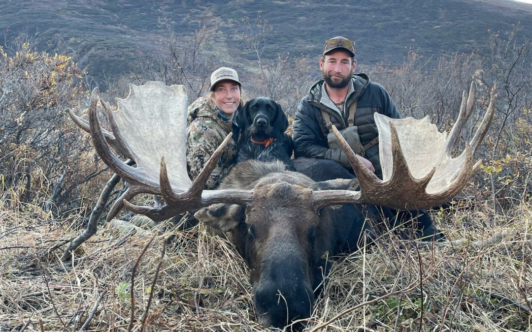 Alaska Range Moose