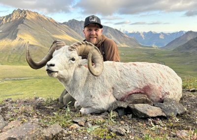 Alaska Range Dall Sheep