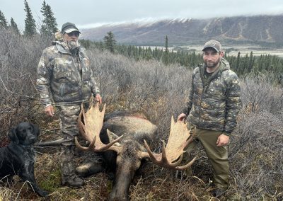 Alaska Range Moose