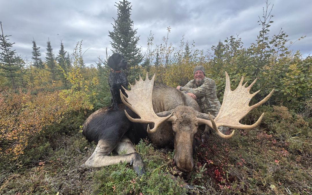 Alaska Range Moose