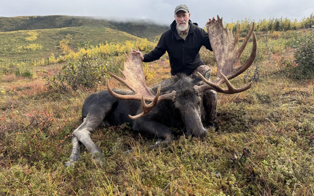 Alaska Range Moose