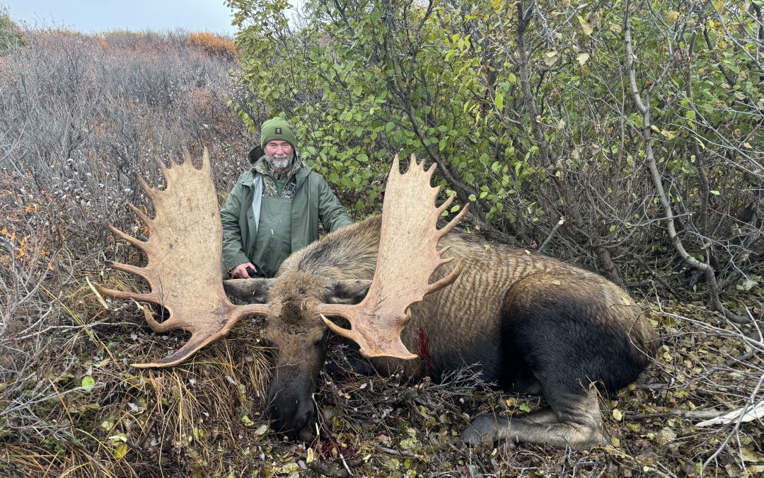 Alaska Range Moose