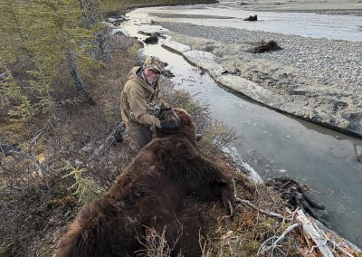 Alaska range grizzly