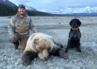 Alaska range grizzly